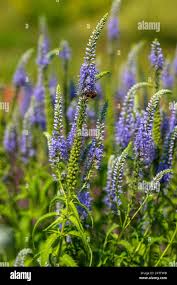 Attēlu rezultāti vaicājumam “Veronica longifolia flower”