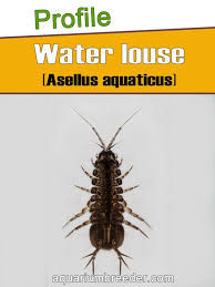 Attēlu rezultāti vaicājumam “Asellus aquaticus”