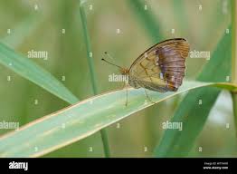 Attēlu rezultāti vaicājumam “Argynnis laodice female”
