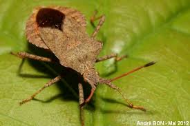 Attēlu rezultāti vaicājumam “Coreus marginatus imago”