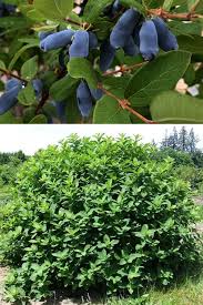Attēlu rezultāti vaicājumam “Lonicera caerulea var. pallasii”