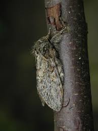 Attēlu rezultāti vaicājumam “Peridea anceps”