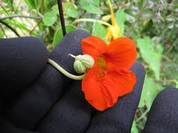 Attēlu rezultāti vaicājumam “Tropaeolum majus fruit”