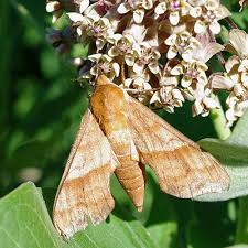 Attēlu rezultāti vaicājumam “Sphingidae”