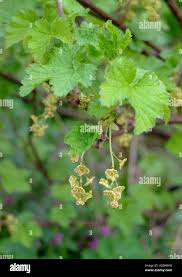 Attēlu rezultāti vaicājumam “Ribes rubrum leaf”