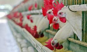 Altamente patógena H7N3 brote en México-el mayor en casi 20 años: millones de pollos podrían ser sacrificados Images?q=tbn:ANd9GcQUiP9WY4ASjy-BfQSVLYbDcYqusGrnO6fV6Ssil0EVW-tl5z8o