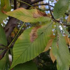 Attēlu rezultāti vaicājumam “Aesculus flava leaf”