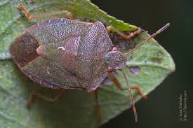 Attēlu rezultāti vaicājumam “Palomena prasina imago”