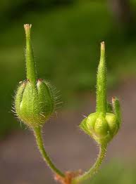 Attēlu rezultāti vaicājumam “Geranium molle flower”