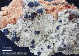 Attēlu rezultāti vaicājumam “Megalaria grossa”