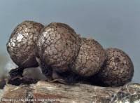 Attēlu rezultāti vaicājumam “Cribraria argillacea”