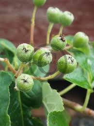 Attēlu rezultāti vaicājumam “x Sorbaronia fallax”