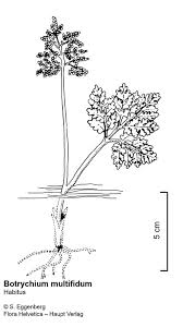 Attēlu rezultāti vaicājumam “Botrychium multifidum”