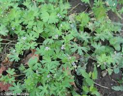 Attēlu rezultāti vaicājumam “Geranium pusillum leaf”