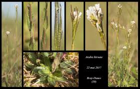 Attēlu rezultāti vaicājumam “Arabis hirsuta”