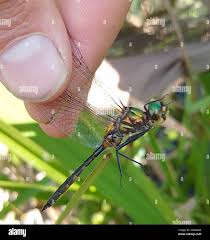 Attēlu rezultāti vaicājumam “Somatochlora flavomaculata”