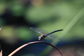 Attēlu rezultāti vaicājumam “Aeshna juncea”