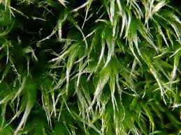 Attēlu rezultāti vaicājumam “Racomitrium heterostichum”