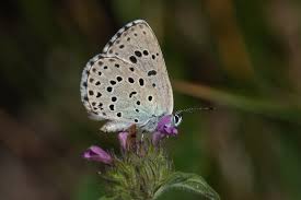Attēlu rezultāti vaicājumam “Phengaris arion upperside”