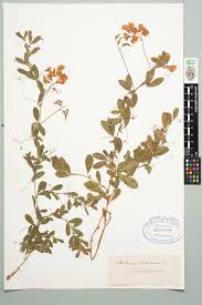 Attēlu rezultāti vaicājumam “Lathyrus tuberosus”