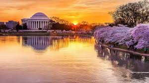 Image result for "cherry blossom" washington