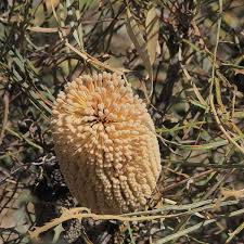 Image result for Dahlia x pinnata `Decorative Giants`