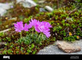 Attēlu rezultāti vaicājumam “Primula x margotae”