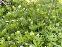 Attēlu rezultāti vaicājumam “Galium odoratum leaf”