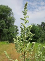 Attēlu rezultāti vaicājumam “Artemisia vulgaris flower”