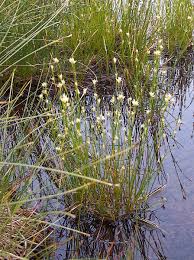 Attēlu rezultāti vaicājumam “Rhynchospora alba”