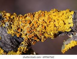 Attēlu rezultāti vaicājumam “Xanthoria candelaria”
