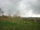 Edith's Wood, Far Westhouse. A Woodland Trust property planted in November, - via Daymix