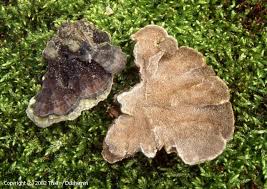 Attēlu rezultāti vaicājumam “Cerrena unicolor”