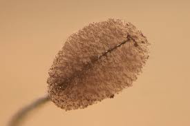 Attēlu rezultāti vaicājumam “Comatricha meandrispora spores”