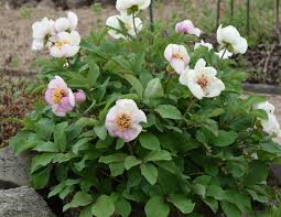 Image result for Pfingstrose