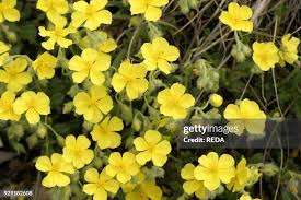 Attēlu rezultāti vaicājumam “Helianthemum nummularium flower”