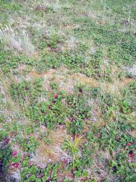 Attēlu rezultāti vaicājumam “Rhytidiadelphus squarrosus”