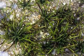 Attēlu rezultāti vaicājumam “Isoetes lacustris”