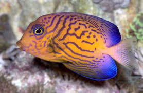 Image result for Ctenochaetus hawaiiensis