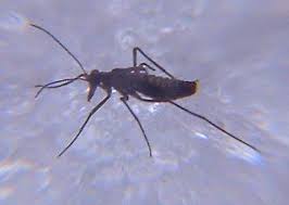 Attēlu rezultāti vaicājumam “Boreus”