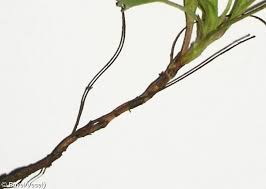 Attēlu rezultāti vaicājumam “Potentilla arenaria”