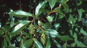 Attēlu rezultāti vaicājumam “Salix pentandra fruit”