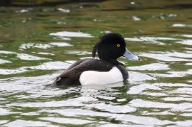 Image result for Aythya fuligula