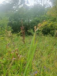 Attēlu rezultāti vaicājumam “Gladiolus imbricatus fruit”