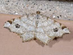 Attēlu rezultāti vaicājumam “Macaria notata”