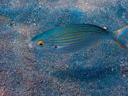 Image result for Pomadasys incisus