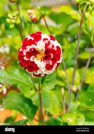 Image result for Dahlia x pinnata `Pompon Lilliput`