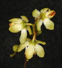 Attēlu rezultāti vaicājumam “Pyrola chlorantha”