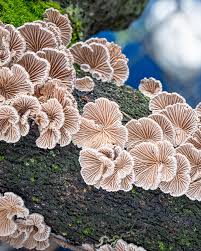 Attēlu rezultāti vaicājumam “Schizophyllum commune”