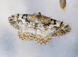 Attēlu rezultāti vaicājumam “Alcis repandata”